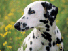 Captcha image 2223